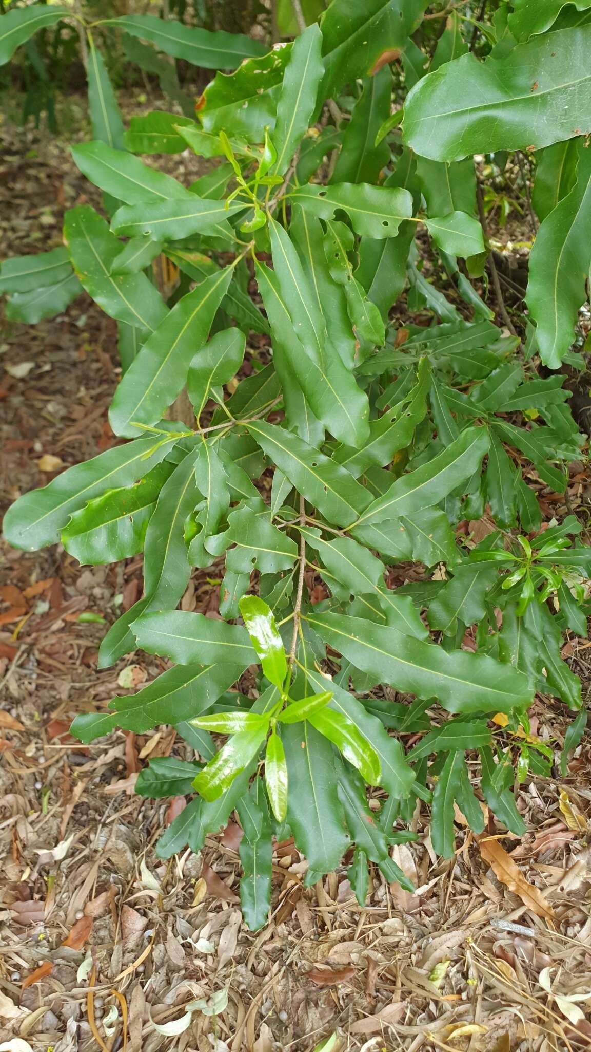 Image of macadamia nut