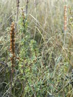 Image of Caragana scythica (Kom.) Pojark.