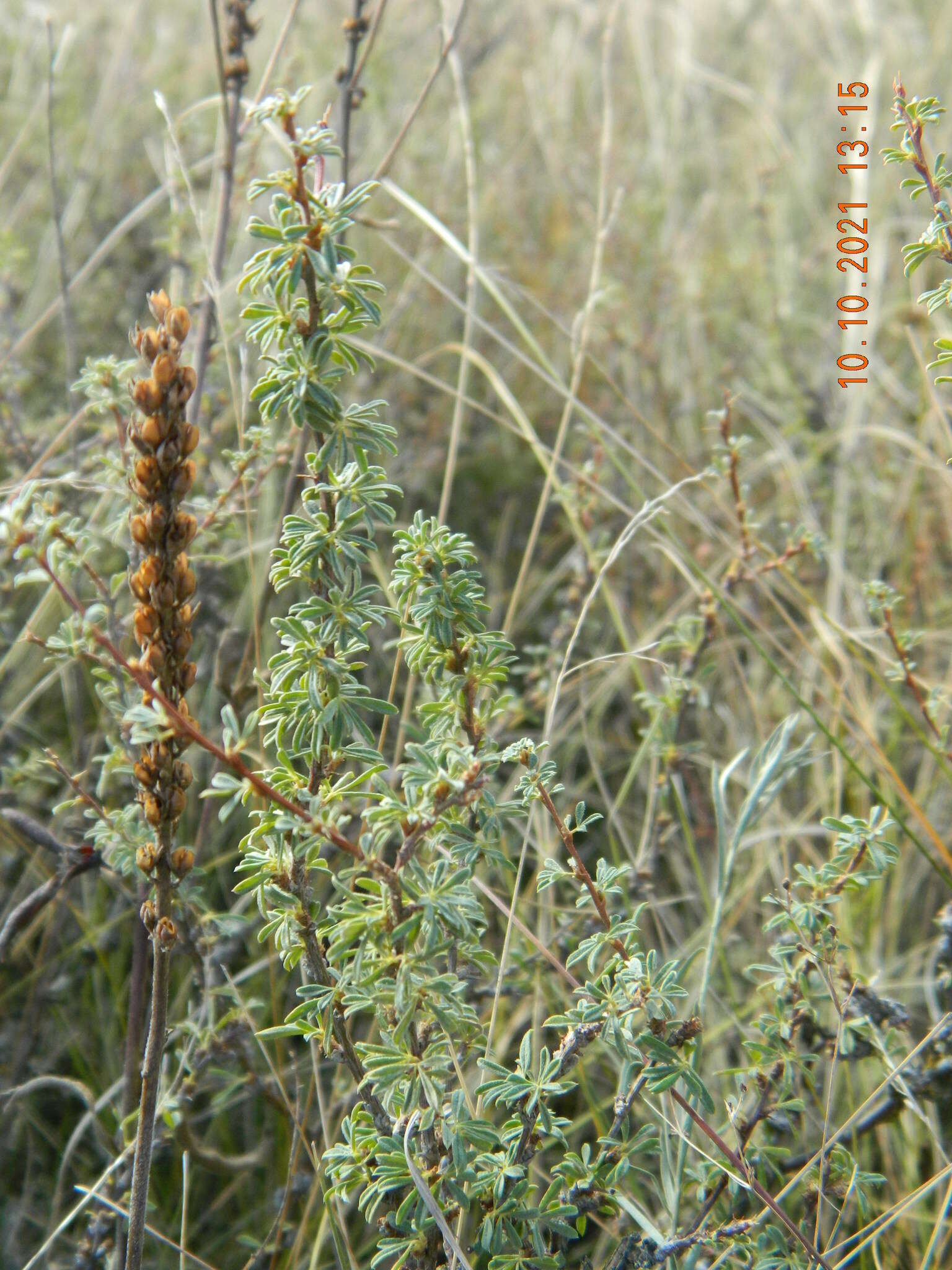 Image of Caragana scythica (Kom.) Pojark.