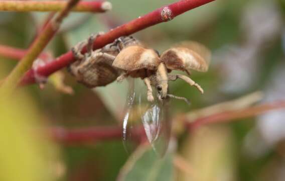 صورة Gonipterus scutellatus Gyllenhal 1833