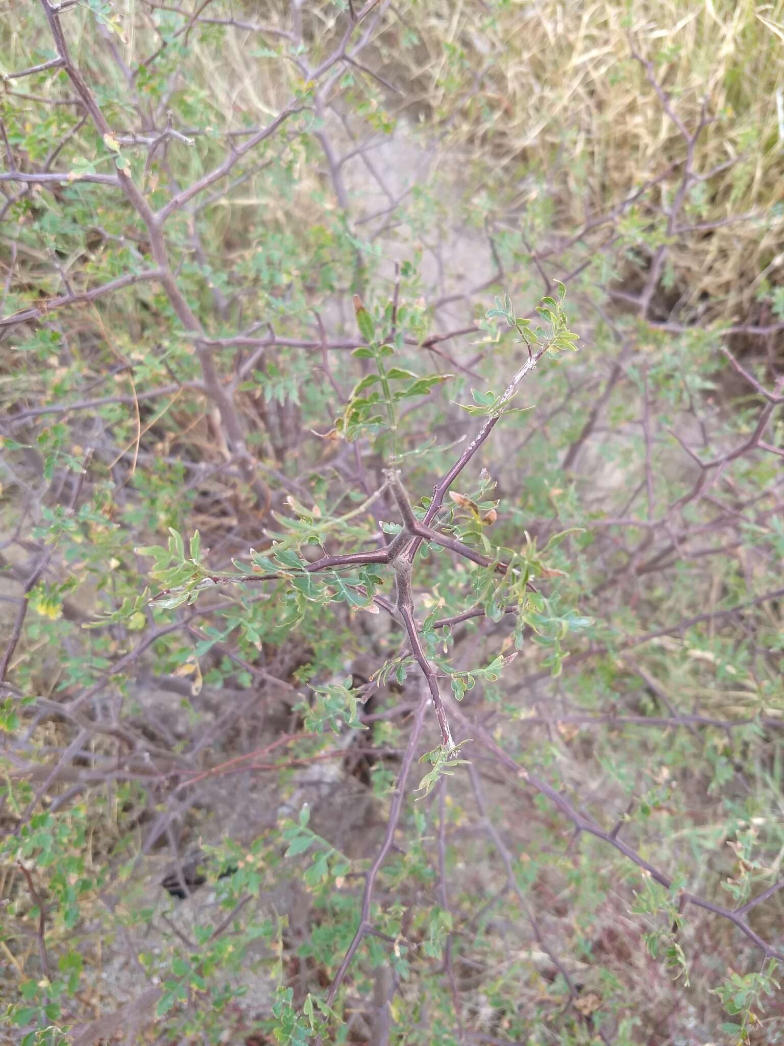 Image of Bursera laxiflora S. Wats.