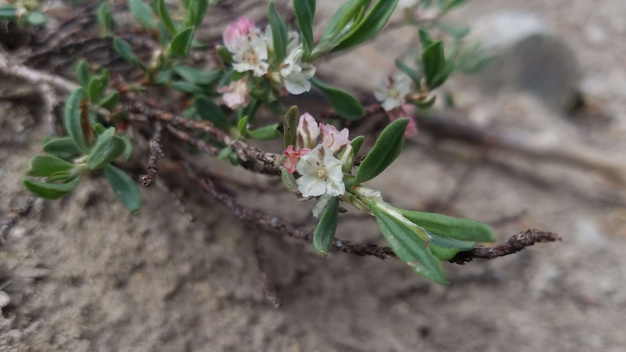 Image of Shasta knotweed