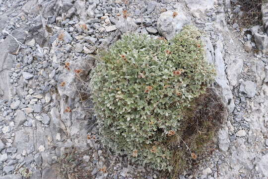 Image of Potentilla deorum Boiss. & Heldr.