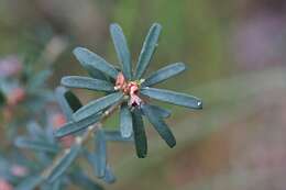 Image of Pultenaea retusa Sm.