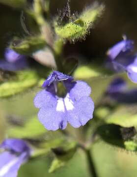 Imagem de Salvia serotina L.