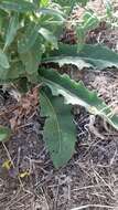 Image of wavyleaf mullein