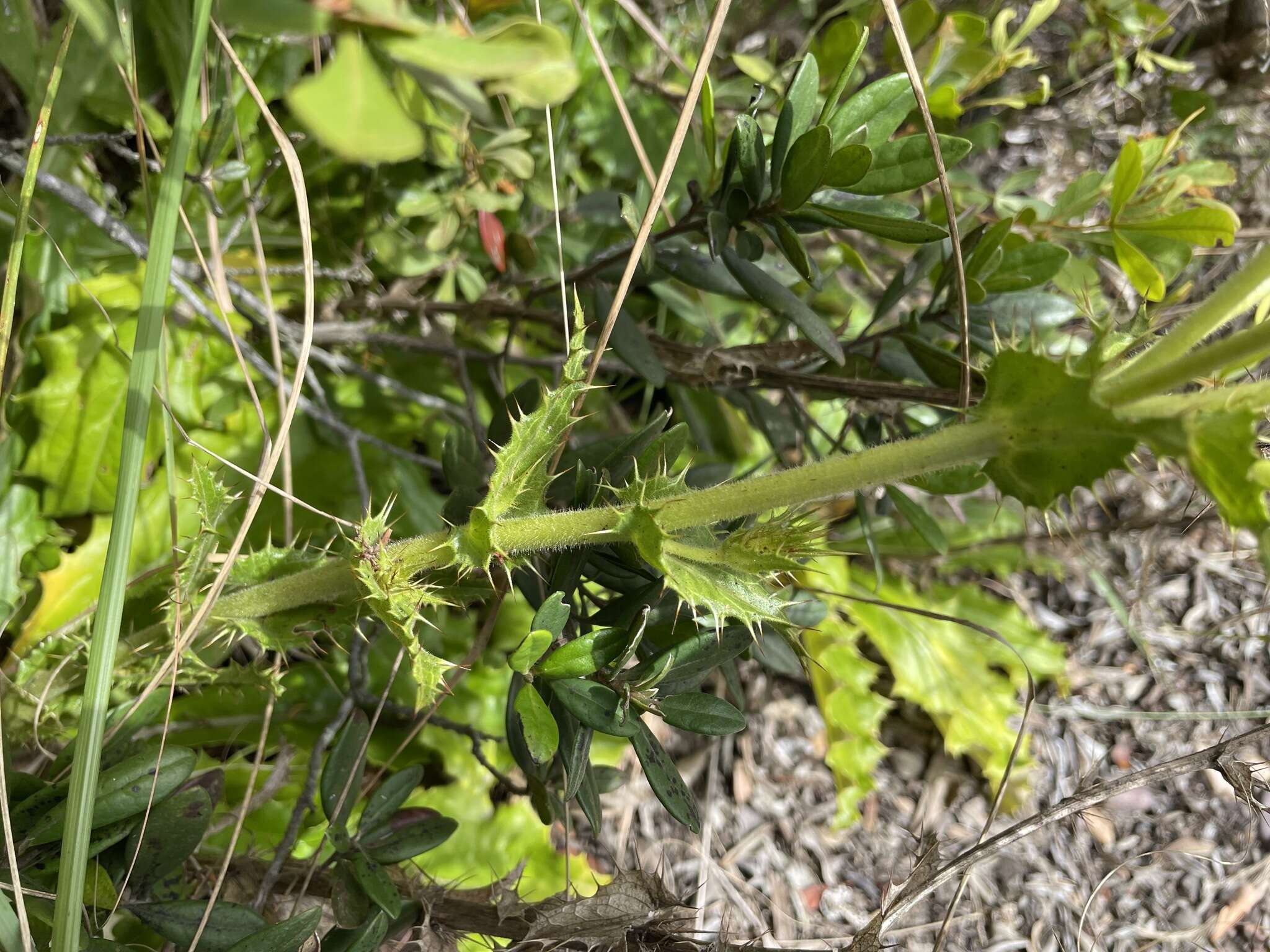 Image of Berkheya carlinoides (Vahl) Willd.