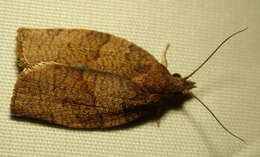 Image of Moth