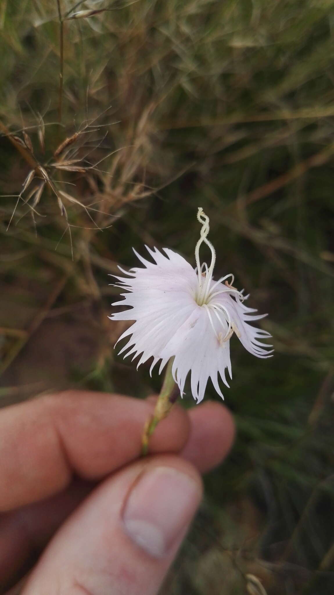 Image of Dianthus mooiensis F. N. Williams