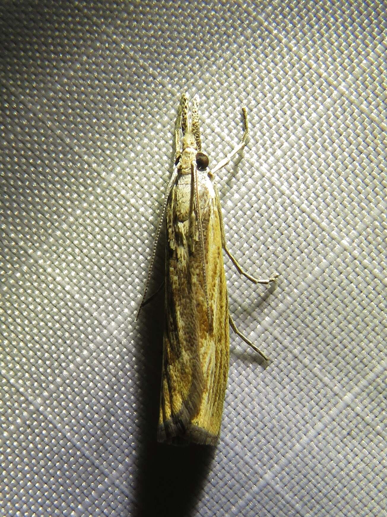 Image of Barred Grass-veneer