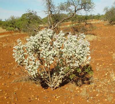 Image of Ptilotus rotundifolius (F. Müll.) F. Müll.