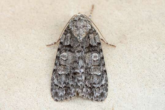 Image of Acronicta tristis Smith 1911