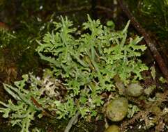 Image of Cladonia ceratophylla (Sw.) Spreng.