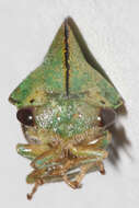 Image of Archasia pallida Fairmaire