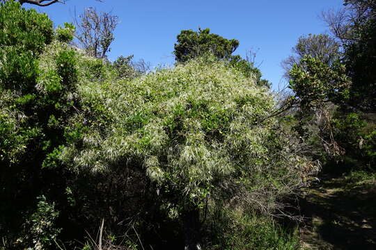 Imagem de Clematis decipiens H. Eichler ex Jeanes