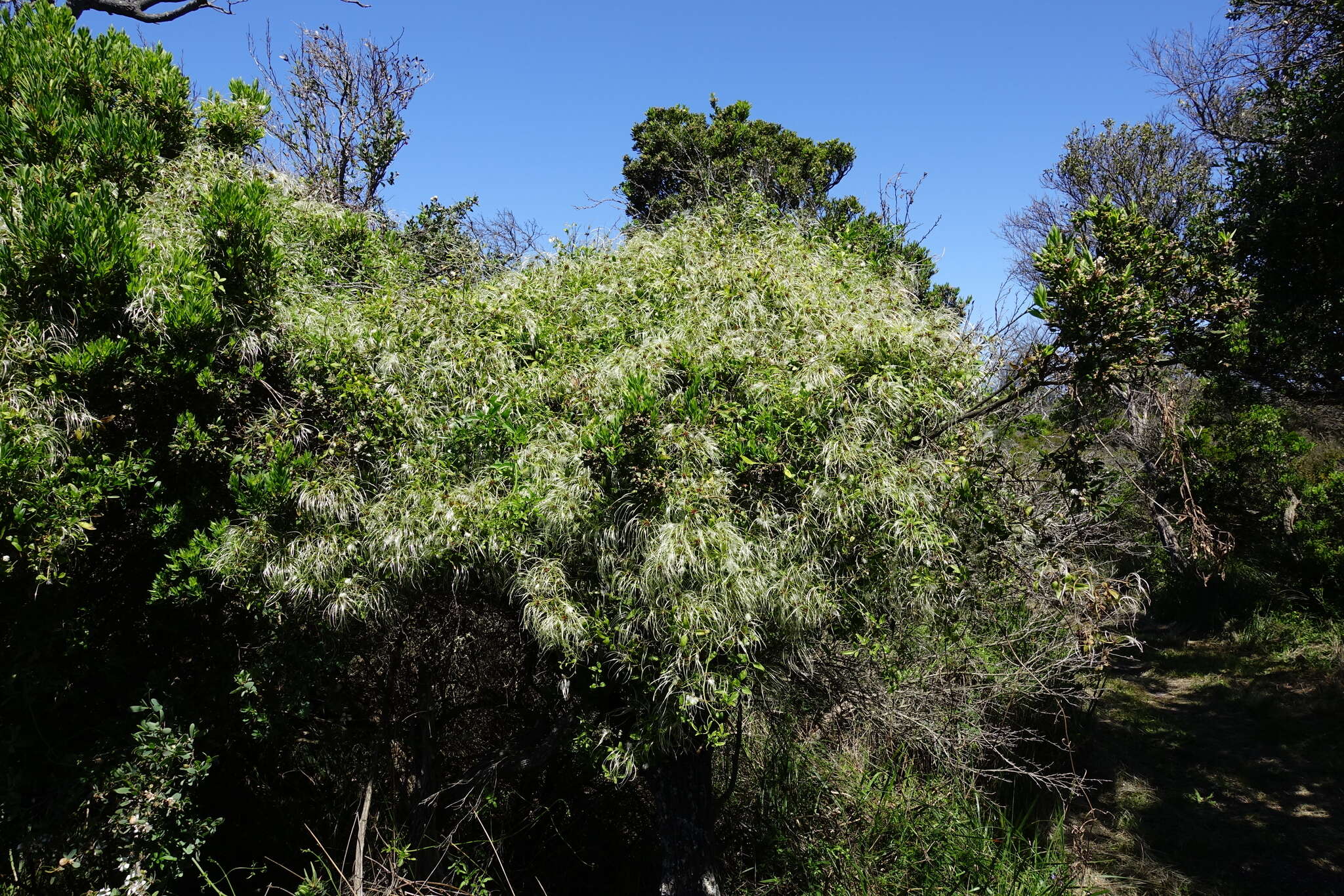 Image of Clematis decipiens H. Eichler ex Jeanes