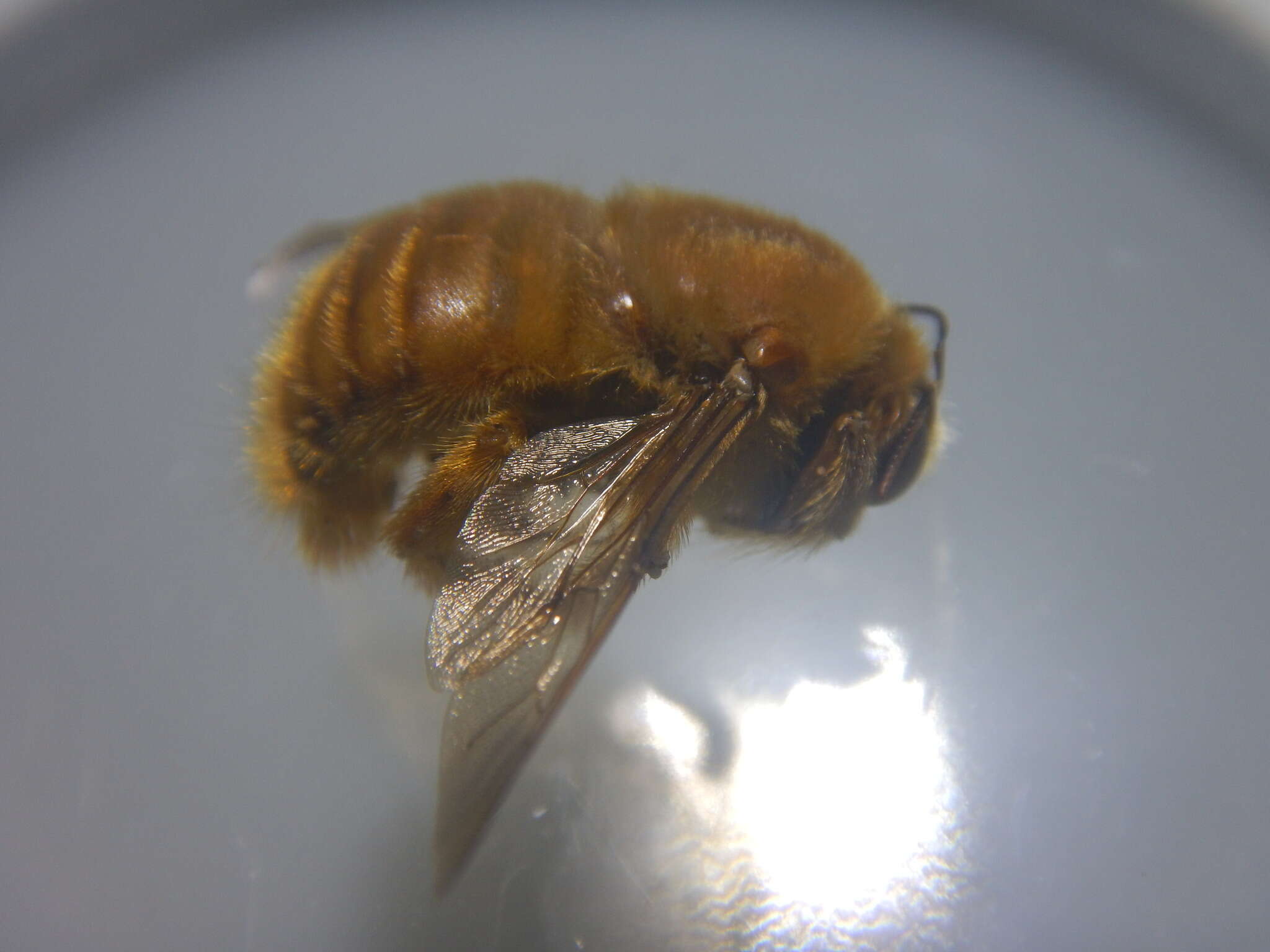 Image of Xylocopa clarionensis Hurd 1958