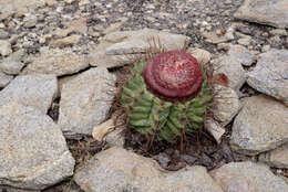 Imagem de Melocactus bahiensis subsp. amethystinus (Buining & Brederoo) N. P. Taylor