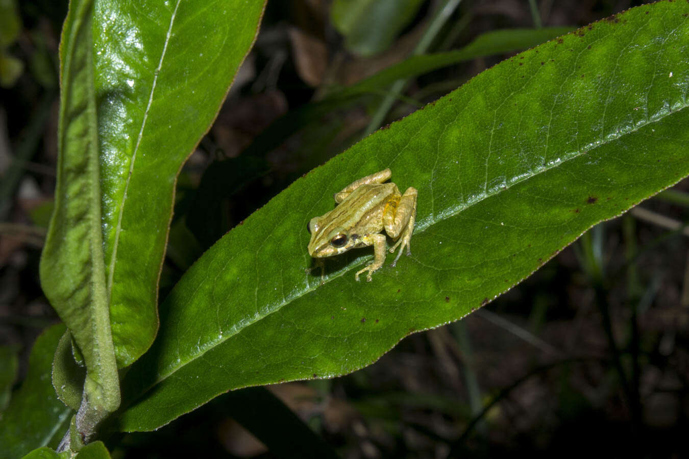 Image de Pristimantis erythropleura (Boulenger 1896)