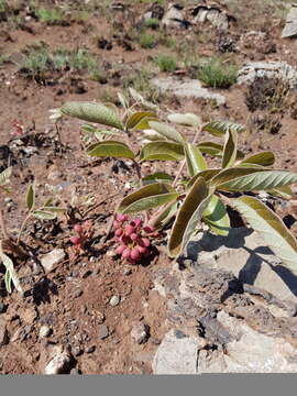 Image of Lannea edulis (Sond.) Engl.