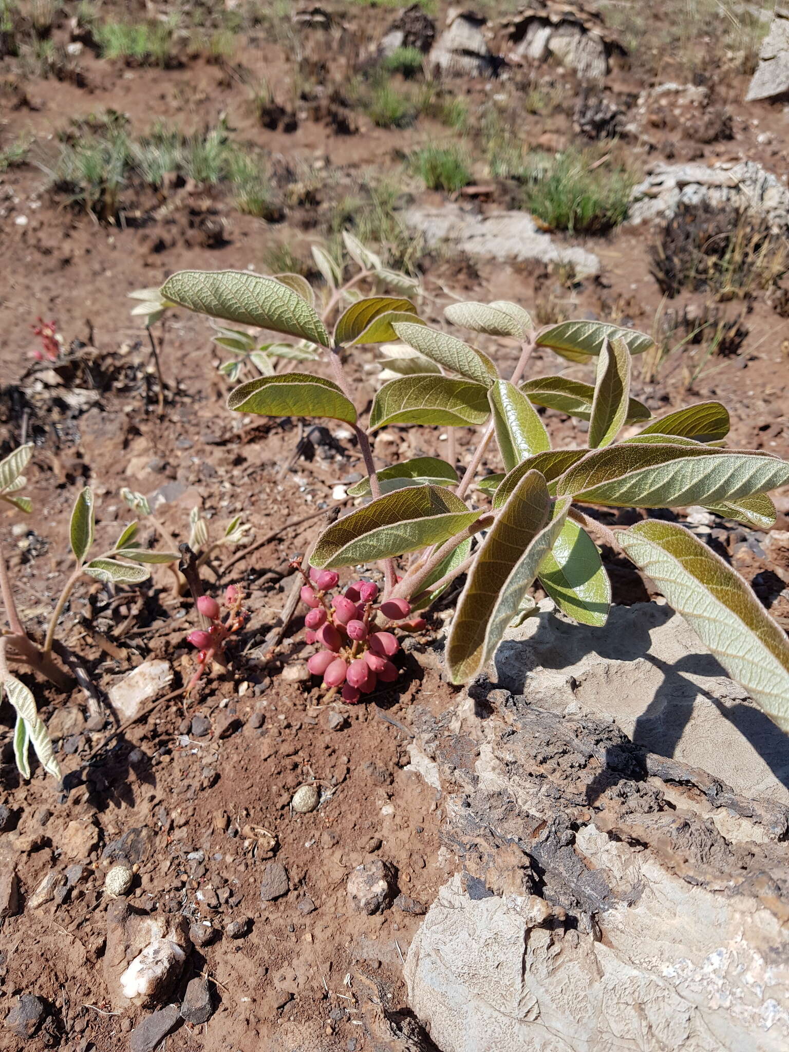 Image of Lannea edulis (Sond.) Engl.