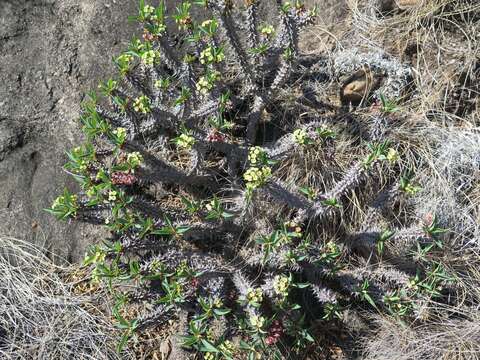 Image of Euphorbia duranii Ursch & Leandri