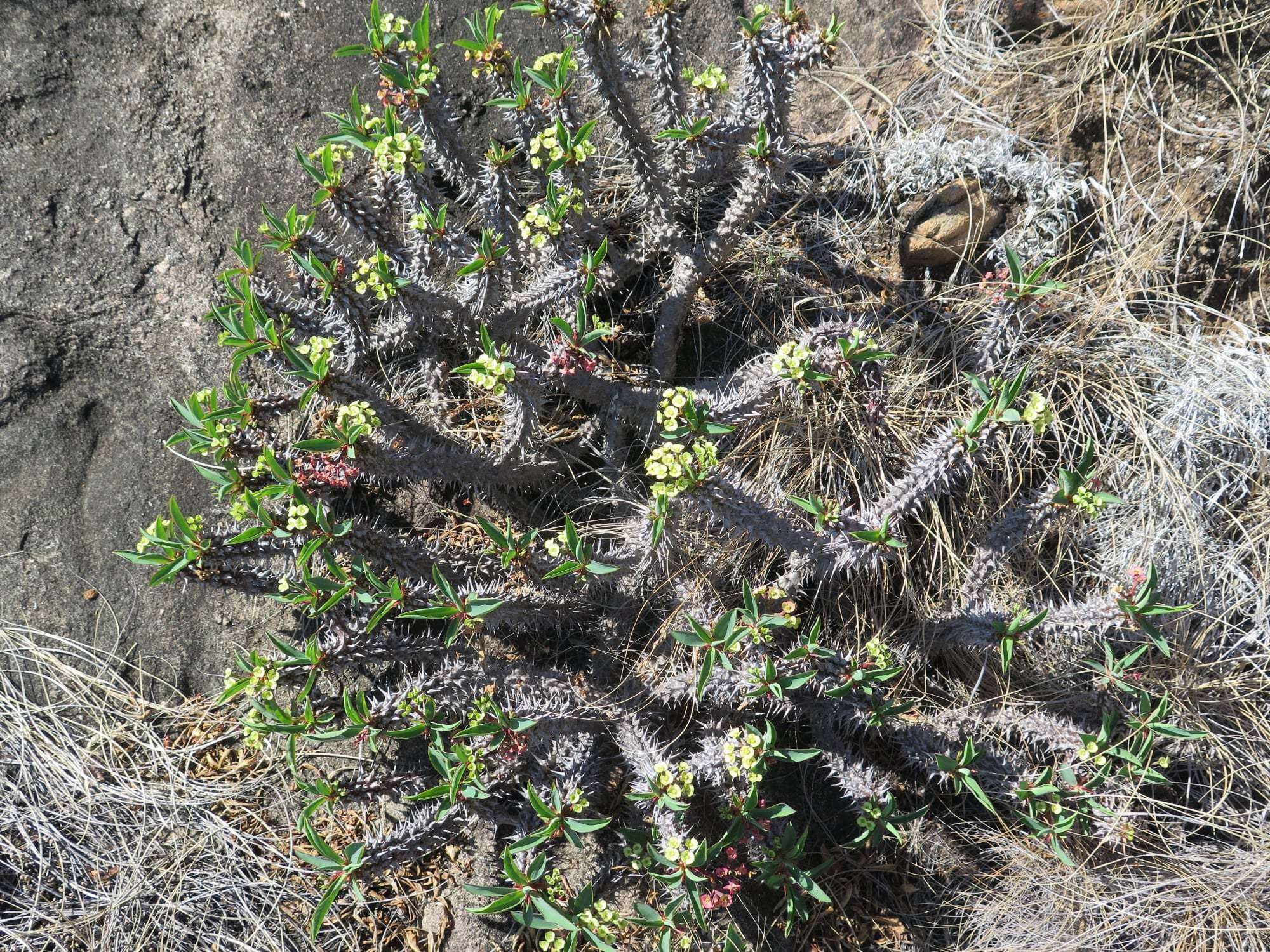 Image of Euphorbia duranii Ursch & Leandri