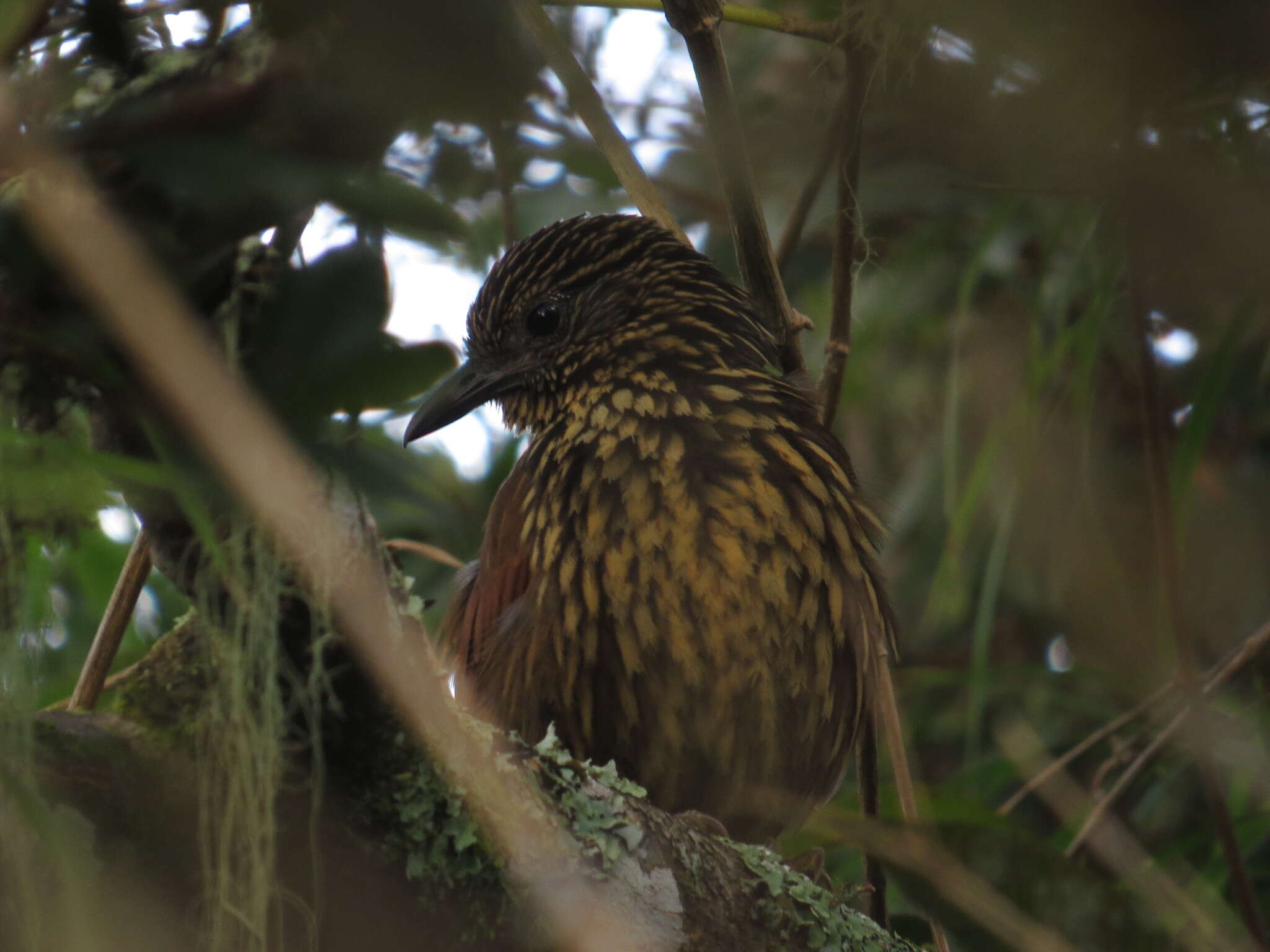 Image of Flammulated Treehunter