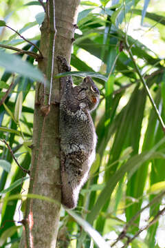 Image of Malayan Flying Lemurs