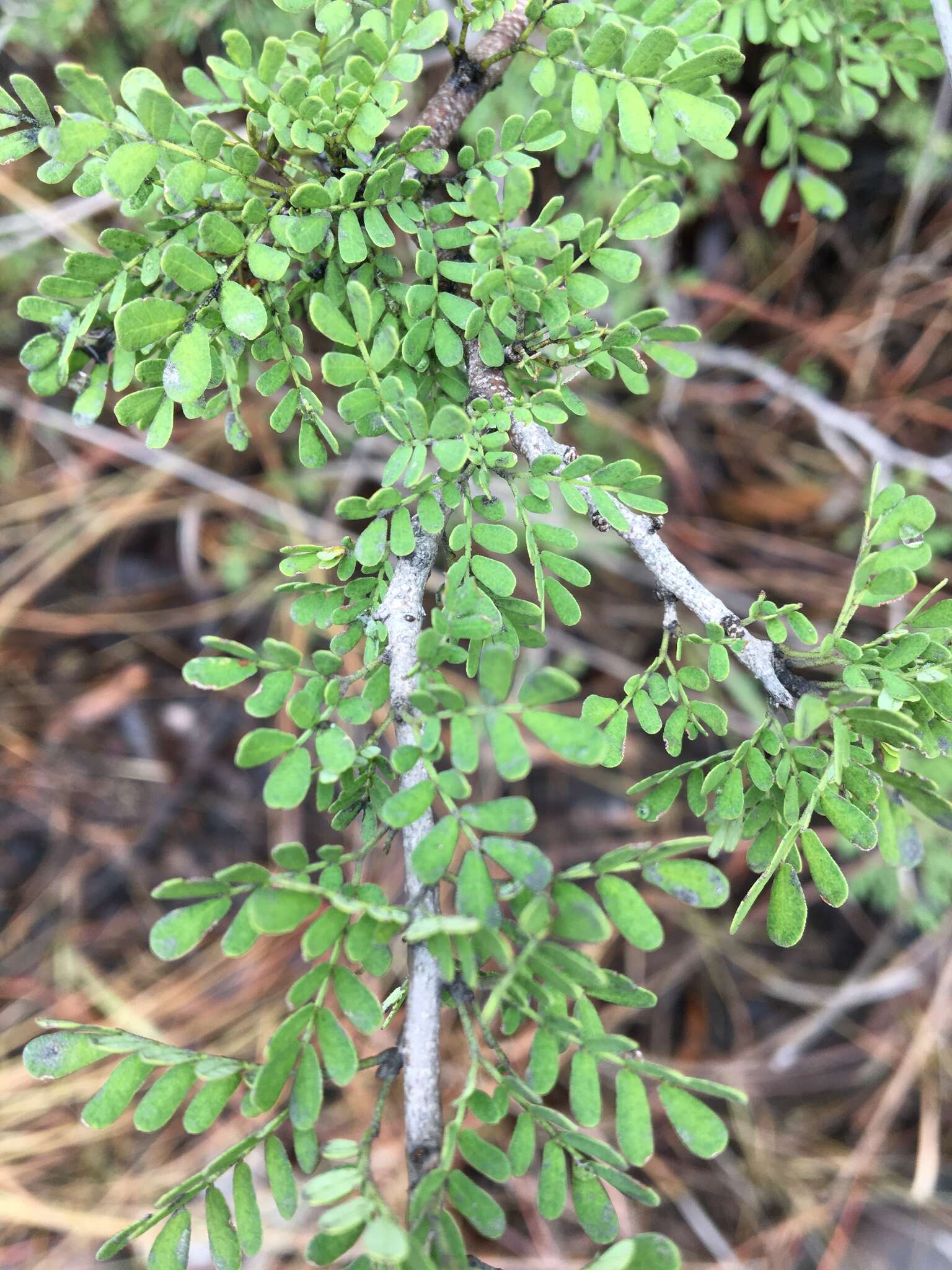 Plancia ëd Archidendropsis basaltica (F. Muell.) I. C. Nielsen