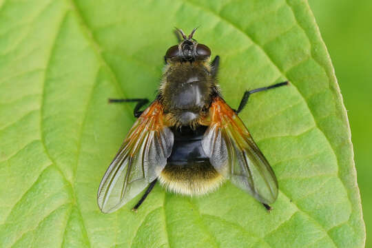 Image of Mesembrina decipiens Loew 1873