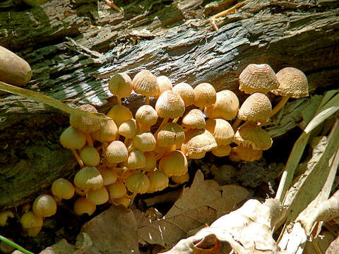 Image de Mycène à pied jaune