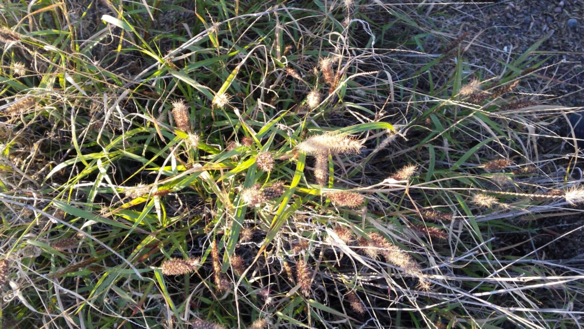 Image of Buffel grass