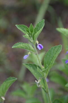 Pombalia verbenacea (Kunth) Paula-Souza resmi