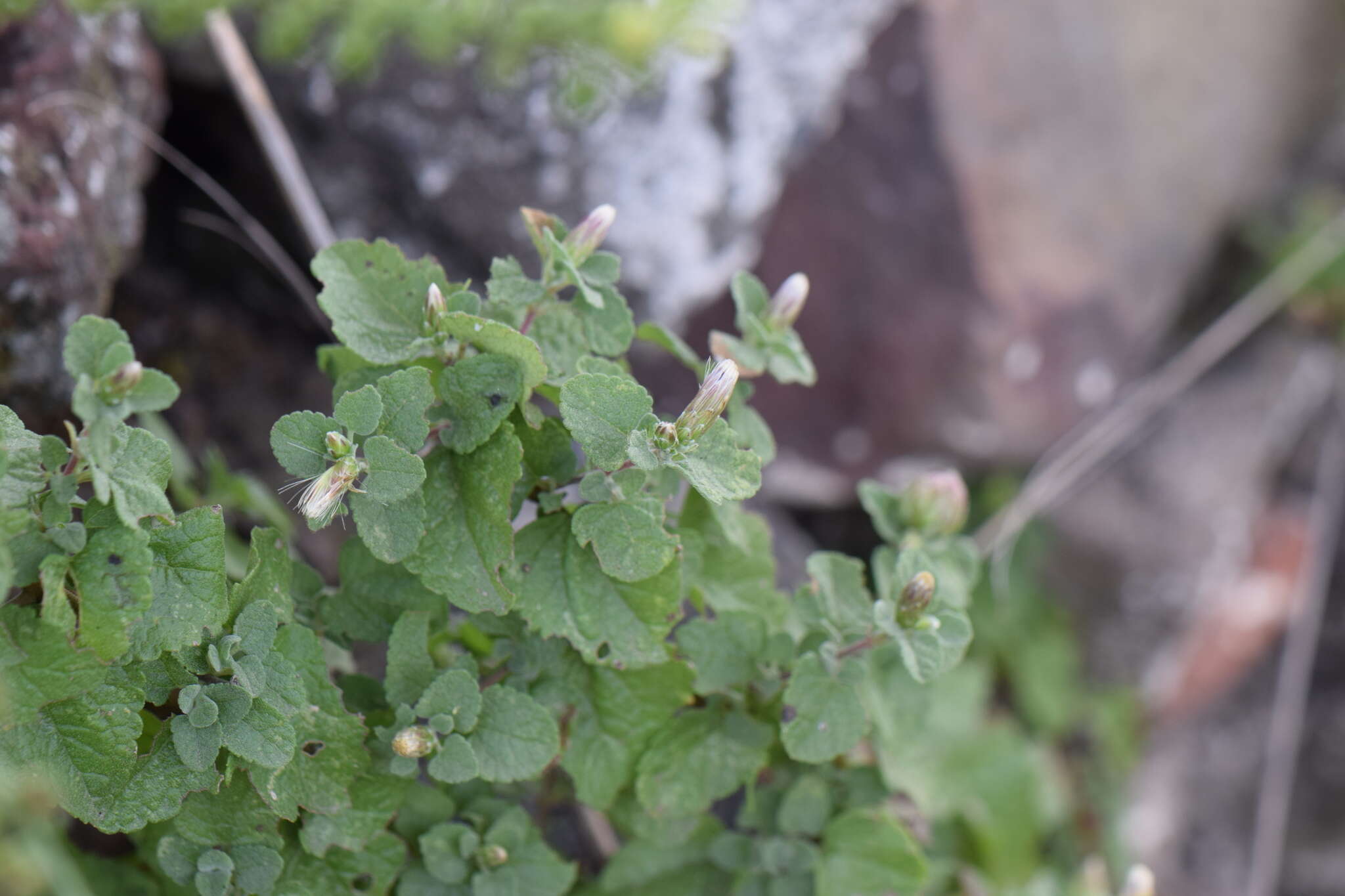 Brickellia veronicifolia (Kunth) A. Gray的圖片