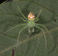 Imagem de Araneus guttulatus (Walckenaer 1841)