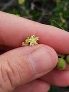 Image of Croton curiosus Croizat