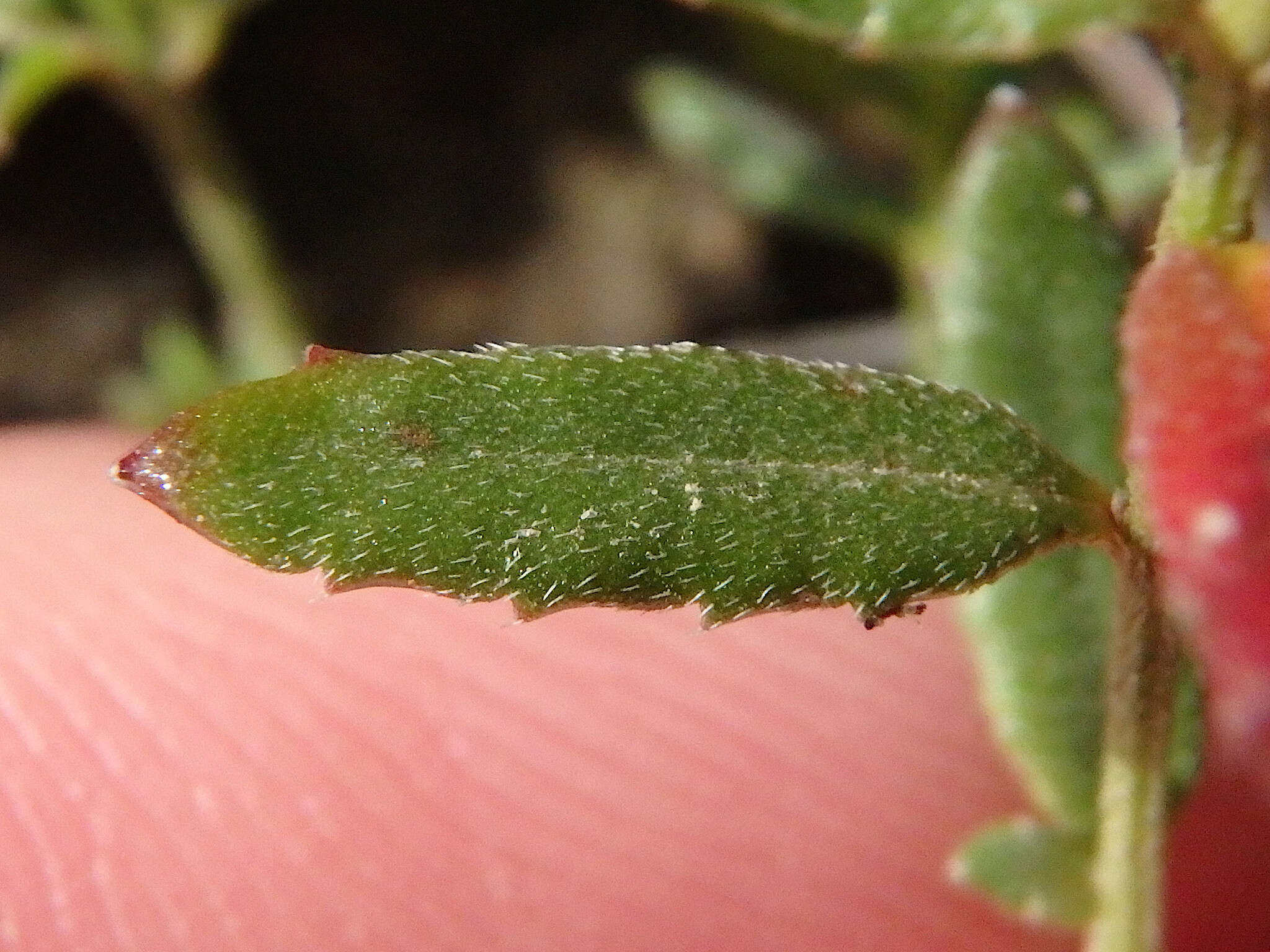 Image of Gonocarpus tetragynus Labill.