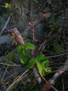 Image of Passiflora viridiflora Cav.