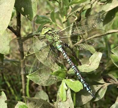 Image of Green Hawker