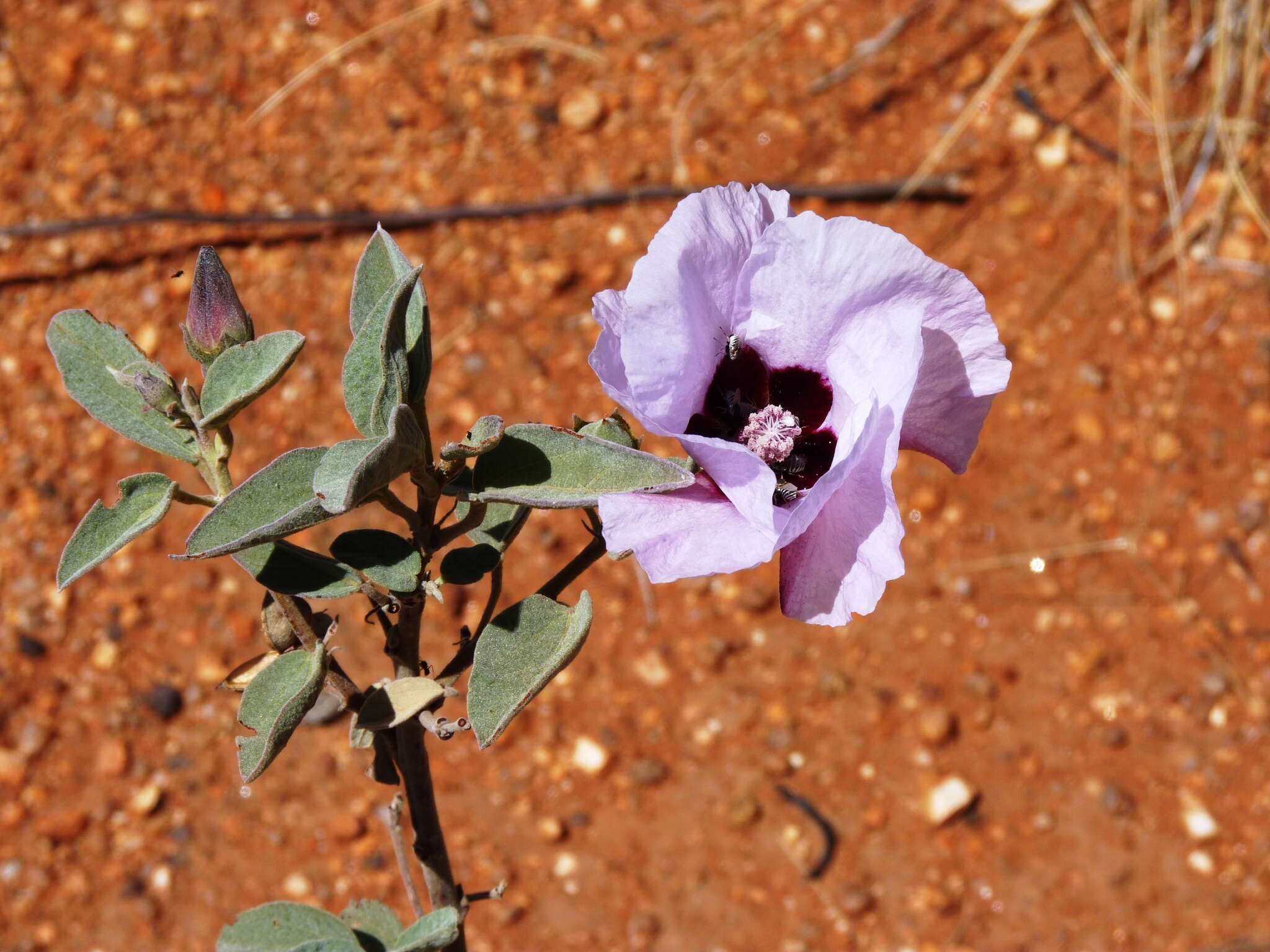 Image of Sturt's desert rose