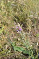 Imagem de Astragalus varius S. G. Gmelin