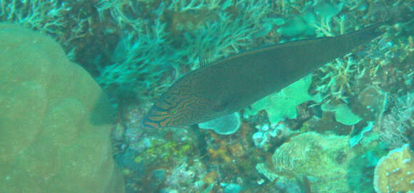 Image of Geographic Wrasse