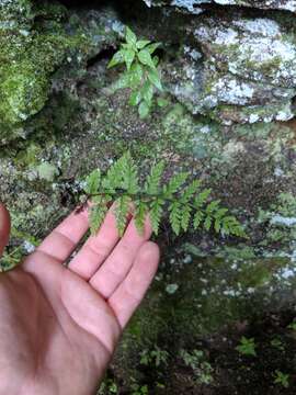 Image of upland brittle bladderfern