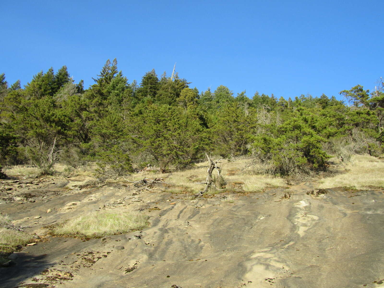 Image of Santa Cruz Cypress