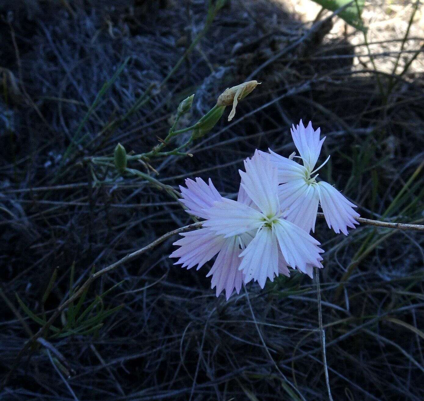 Image of Dianthus ramosissimus Pall. ex Poir.