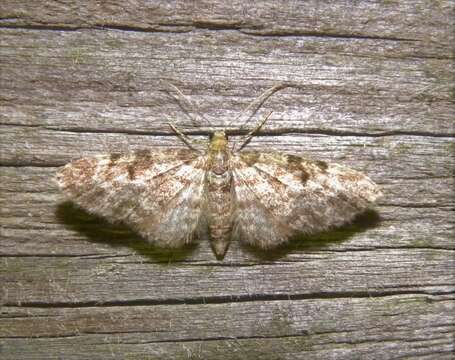 Слика од Eupithecia tantillaria Boisduval 1840