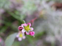 Image of narrowleaf knotweed