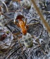 Image of Velvety Tree Ant