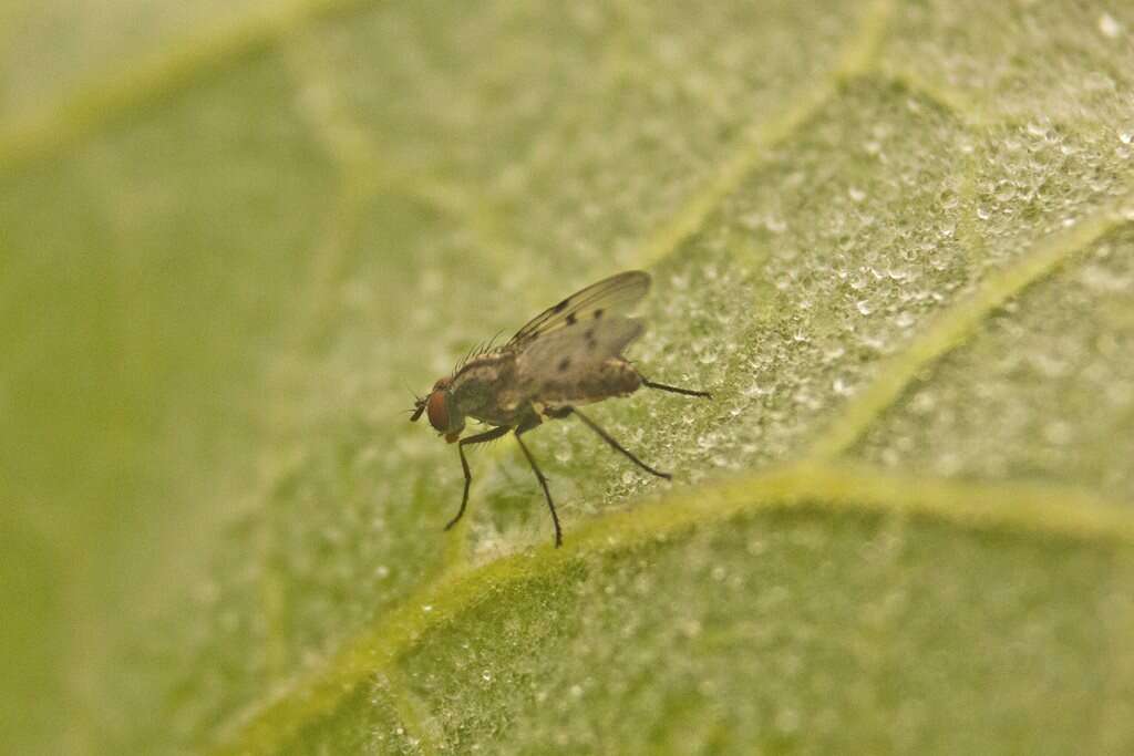 Anthomyia punctipennis Wiedemann 1830的圖片